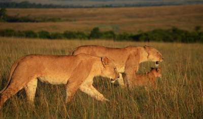 3 Days Masai Mara Safaris — 4