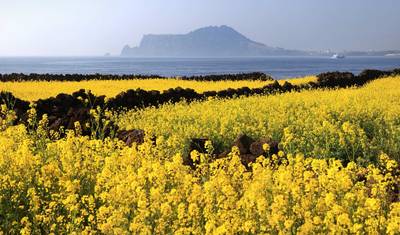Korea Południowa w Klasyce: Z Seulu na Wyspę Jeju (Prywatna, Szyta na Miarę) — 5