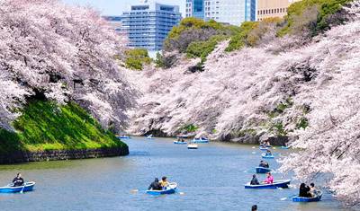 Cherry Blossoms of Japan Tour(Tailor-Made Private) — 2