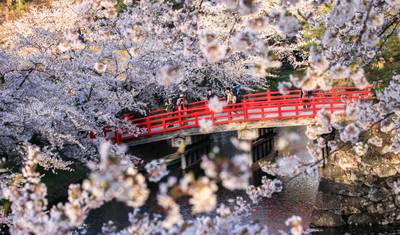 Cherry Blossoms of Japan Tour(Tailor-Made Private) — 4