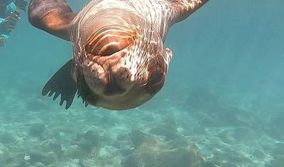 8 Days Galapagos Experiences "Santa cruz and San Cristobal" — 3