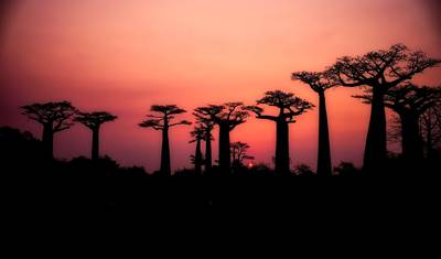 Madagascar 9 Days Adventure – Baobabs and Lemurs — 4