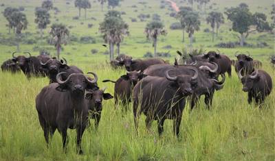 Tanzania Big 5 Safari — 2
