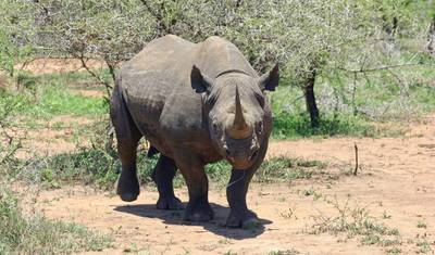 Tanzania Big 5 Safari — 3