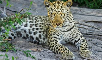 Tanzania Big 5 Safari — 4