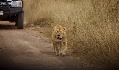 Safari Aéreo de 5 Dias no Serengeti — 3