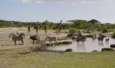 Safari Aéreo de 5 Dias no Serengeti — 4
