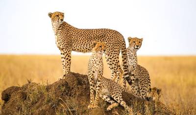 4 Dias: Serengeti & Ngorongoro (4x4 em Grupo Programado) — 2