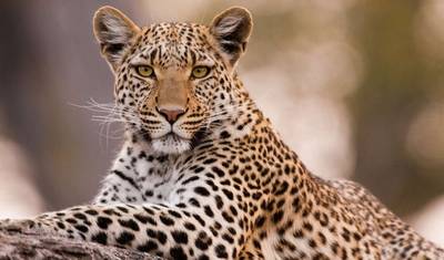 4 Dias: Serengeti & Ngorongoro (4x4 em Grupo Programado) — 3