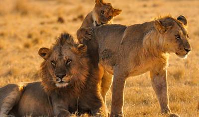 4 Dias: Serengeti & Ngorongoro (4x4 em Grupo Programado) — 4