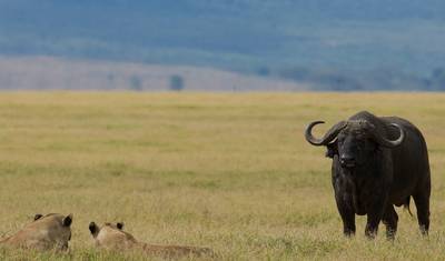 4 Dias: Serengeti & Ngorongoro (4x4 em Grupo Programado) — 5