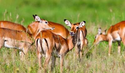 Safári Privado Definitivo de 4 Dias: Serengeti, Ngorongoro e Tarangire. — 2