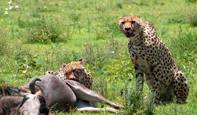 Safári Privado Definitivo de 4 Dias: Serengeti, Ngorongoro e Tarangire. — 3