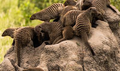 Safári Privado Definitivo de 4 Dias: Serengeti, Ngorongoro e Tarangire. — 4
