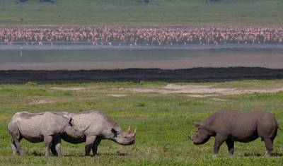 Safári Privado Definitivo de 4 Dias: Serengeti, Ngorongoro e Tarangire. — 5