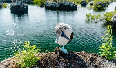11-dniowa wycieczka grupowa dla samotnych gejów: Ekwador i Wyspy Galapagos — 5