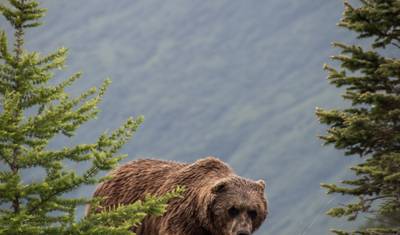 Zorza Polarna na Alasce (Anchorage, AK do Fairbanks, AK) — 4