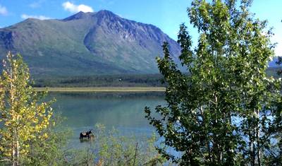 Zorza Polarna Alaski (Fairbanks, AK do Anchorage, AK) — 2