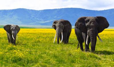 Tanzânia e Zanzibar: Glamping Entre os Big Five — 4