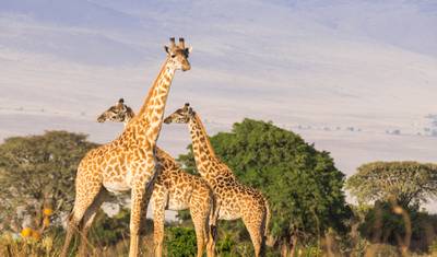 Tanzânia e Zanzibar: Glamping Entre os Big Five — 5