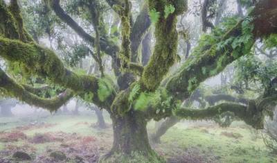 Tenerife e La Gomera: Viagem de Carro por Estradas Costeiras Deslumbrantes — 2