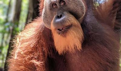 2 weeks Sumatra private tour — 4