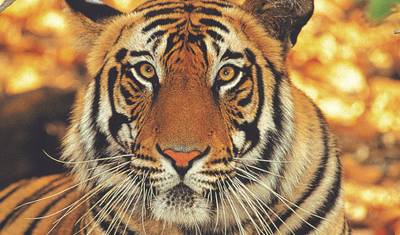 Parque Nacional de Ranthambore - 4 dias — 5