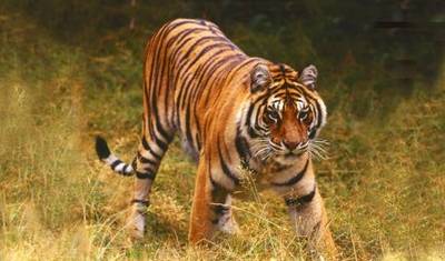 Parque Nacional de Ranthambore - 4 dias — 2