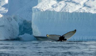 Descoberta das Ilhas Árticas | Spitsbergen, Jan Mayen, Groenlândia, Islândia: Sentido Oeste — 3