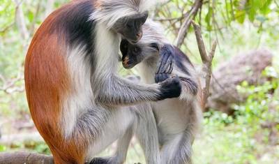 Explore o Nosso Passeio Privado de 1 Dia pela Floresta Jozani e Golfinhos a partir de Uroa, Zanzibar | A Melhor Experiência Guiada e Personalizada em Zanzibar — 2