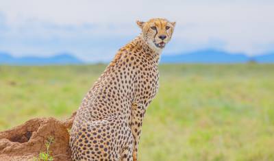 رحلة سفاري تنزانيا الكلاسيكية *Africa's & Tanzania's Best Tour operator 2023/2024 WTA* — 3