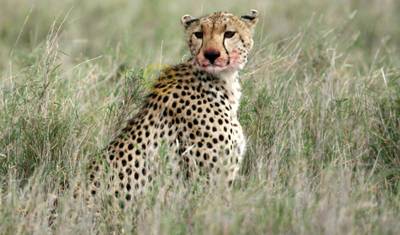 رحلة سفاري تنزانيا الكلاسيكية *Africa's & Tanzania's Best Tour operator 2023/2024 WTA* — 5