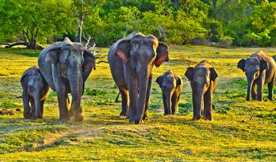 Sri Lanka w pigułce - 15 dni — 3