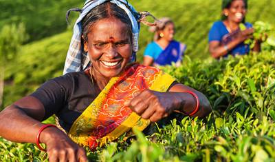 Sri Lanka w pigułce - 15 dni — 4