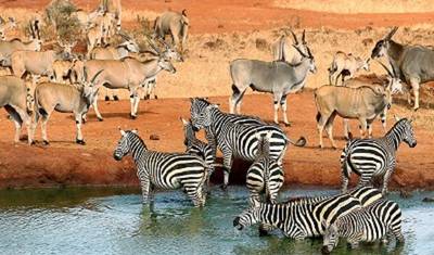Safári da Migração no Corredor Ocidental do Serengeti de 4 Dias em Maio, Junho e Julho com preço razoável — 5