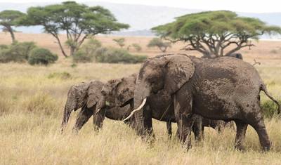 7 Dias em Lodge: Tarangire, Serengeti e Cratera de Ngorongoro & Visitando os Maasai **Melhor Operador Turístico da África e da Tanzânia 2023/2024 WTA* — 3