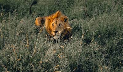 7 Dias em Lodge: Tarangire, Serengeti e Cratera de Ngorongoro & Visitando os Maasai **Melhor Operador Turístico da África e da Tanzânia 2023/2024 WTA* — 4