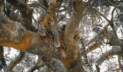 7 Dias em Lodge: Tarangire, Serengeti e Cratera de Ngorongoro & Visitando os Maasai **Melhor Operador Turístico da África e da Tanzânia 2023/2024 WTA* — 5