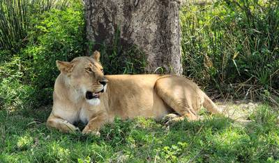 Africa Savannah & Beach Safari — 5