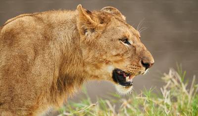 7 Dias - Aventura de Grandes Felinos nos Melhores Parques Nacionais da África — 2