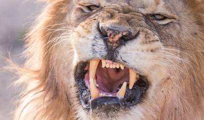 7 Dias - Aventura de Grandes Felinos nos Melhores Parques Nacionais da África — 3