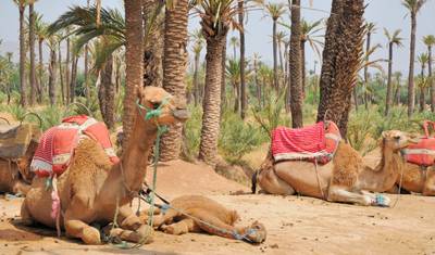 Experiencing Marrakech:  5-Day Journey in Marrakech — 5