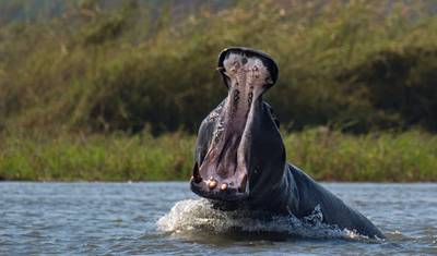 Botswana Wildlife Safari (Savuti) — 2