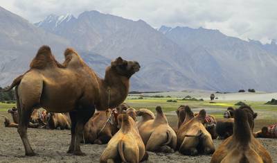 Escorted Ladakh Winter Tour Package — 2