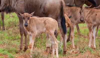 Discover Our World-Class 4-Day Ndutu Migration Safari — 4