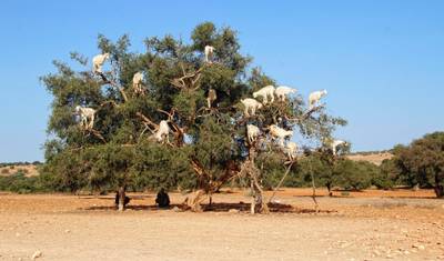 Tour Privado em Marrocos: 7 Dias a Partir de Agadir — 5