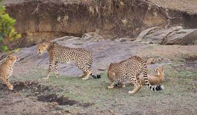 Best 9-Day African Safari Experience at a Reasonable Price – Group Sharing Safari — 3