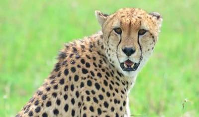 Serengeti Wildebeest Migration Safari  10 Days — 2