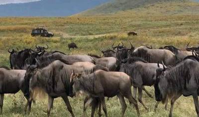 Serengeti Wildebeest Migration Safari  10 Days — 3