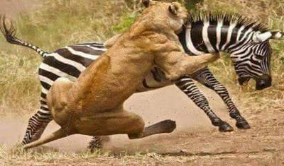 Serengeti Wildebeest Migration Safari  10 Days — 5